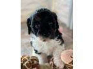 Cavapoo Puppy for sale in Traverse City, MI, USA
