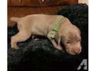 Weimaraner Puppy for sale in EATON, OH, USA