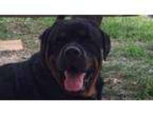 Rottweiler Puppy for sale in Woodville, AL, USA