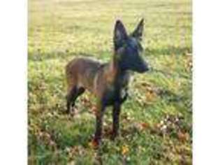 Belgian Malinois Puppy for sale in Frankton, IN, USA