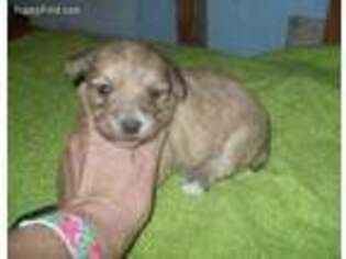 Yorkshire Terrier Puppy for sale in Augusta, GA, USA