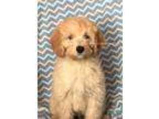 Goldendoodle Puppy for sale in Sutter, IL, USA