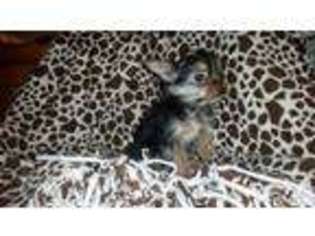 Yorkshire Terrier Puppy for sale in JANESVILLE, WI, USA