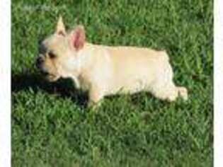 French Bulldog Puppy for sale in Water Valley, KY, USA