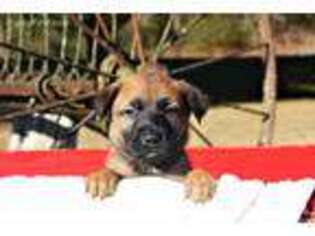 Belgian Malinois Puppy for sale in Bee Branch, AR, USA