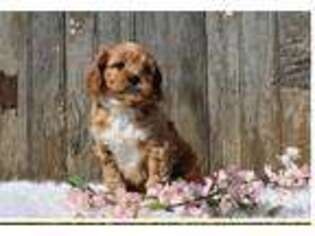 Cavapoo Puppy for sale in Narvon, PA, USA