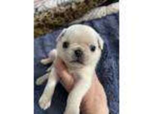 Pug Puppy for sale in Syracuse, NY, USA