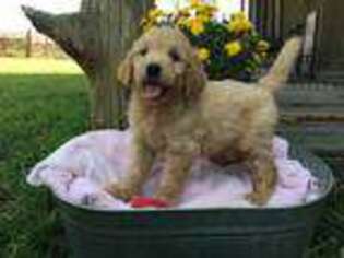 Goldendoodle Puppy for sale in Sweet Springs, MO, USA