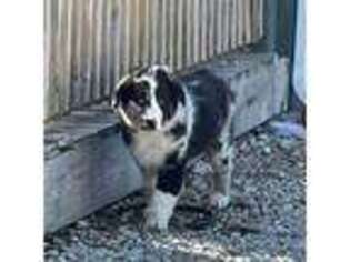 Australian Shepherd Puppy for sale in Rolla, MO, USA