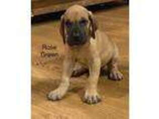 Great Dane Puppy for sale in Paxico, KS, USA