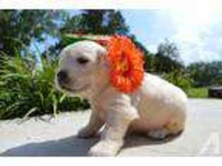 Golden Retriever Puppy for sale in SUGAR VALLEY, GA, USA