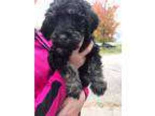 Mutt Puppy for sale in Haverhill, IA, USA