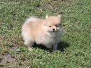 Pomeranian Puppy for sale in Dimock, SD, USA