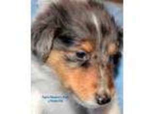 Collie Puppy for sale in Lakeside, MT, USA
