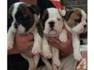 Bulldog Puppy for sale in ORLANDO, FL, USA