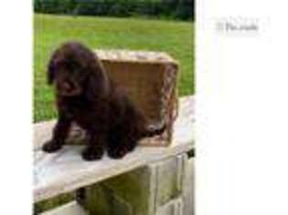 Labradoodle Puppy for sale in Springfield, MO, USA