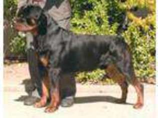 Rottweiler Puppy for sale in FAIRFIELD, CA, USA