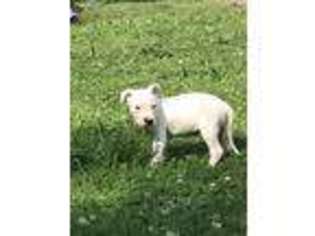 Dogo Argentino Puppy for sale in Lexington, NC, USA