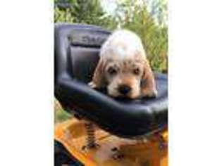 Petit Basset Griffon Vendeen Puppy for sale in Auburn, ME, USA