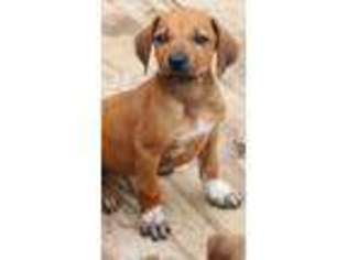 Rhodesian Ridgeback Puppy for sale in Citra, FL, USA