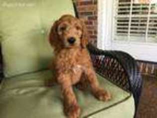 Goldendoodle Puppy for sale in La Center, KY, USA