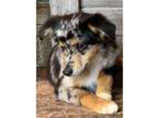 Miniature Australian Shepherd Puppy for sale in Genola, UT, USA