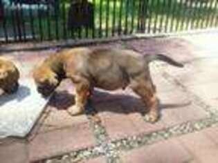 Mastiff Puppy for sale in Waterloo, IA, USA