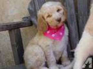 Labradoodle Puppy for sale in BANNING, CA, USA