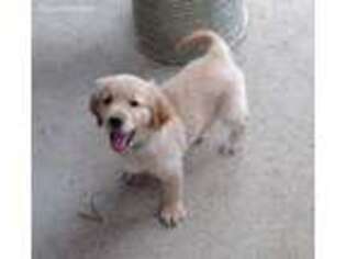 Golden Retriever Puppy for sale in Huntsville, TX, USA