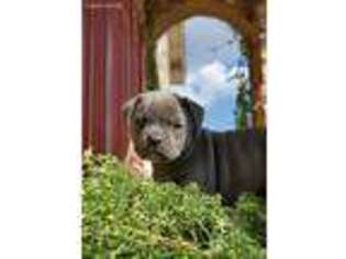 American Bulldog Puppy for sale in Sumner, MI, USA