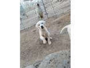Labrador Retriever Puppy for sale in New River, AZ, USA