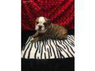 Bulldog Puppy for sale in Humble, TX, USA