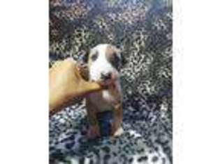 Bull Terrier Puppy for sale in Westland, MI, USA