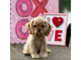 Cocker Spaniel Puppy for sale in Carbondale, IL, USA
