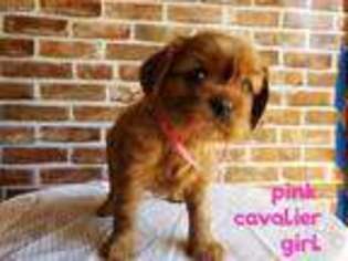 Cavalier King Charles Spaniel Puppy for sale in Donaldson, AR, USA