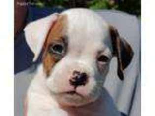 Boxer Puppy for sale in Noel, MO, USA