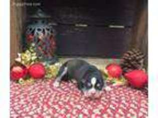Siberian Husky Puppy for sale in Lexington, OK, USA