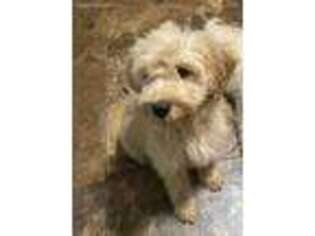 Goldendoodle Puppy for sale in Blanchard, OK, USA