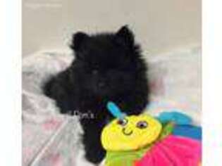 Pomeranian Puppy for sale in Round Rock, TX, USA