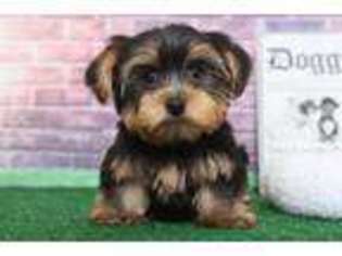 Yorkshire Terrier Puppy for sale in Joppa, MD, USA