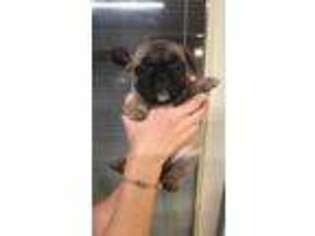 French Bulldog Puppy for sale in Apple Springs, TX, USA