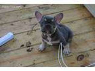 French Bulldog Puppy for sale in Augusta, GA, USA
