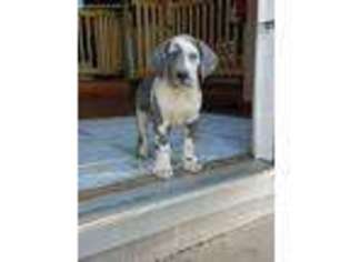 Great Dane Puppy for sale in Daphne, AL, USA