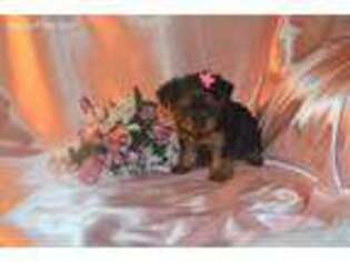 Yorkshire Terrier Puppy for sale in Warrensburg, MO, USA