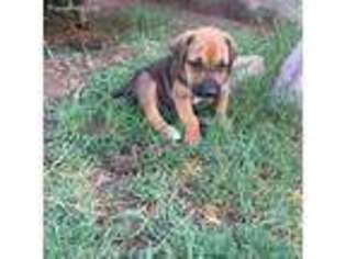 Medium Photo #1 Rhodesian Ridgeback Puppy For Sale in Las Cruces, NM, USA