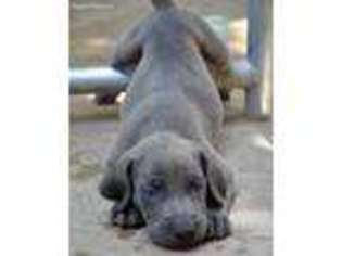 Weimaraner Puppy for sale in Dallas, TX, USA
