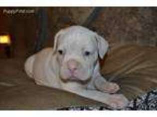 Boxer Puppy for sale in Copperhill, TN, USA