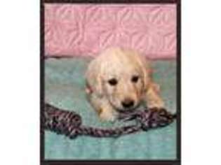 Labradoodle Puppy for sale in Cameron, OK, USA