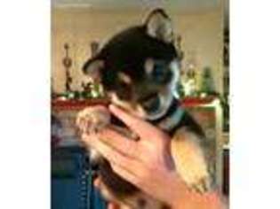 Shiba Inu Puppy for sale in Yemassee, SC, USA