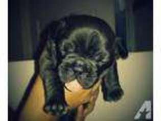 French Bulldog Puppy for sale in SANTA CLARA, CA, USA